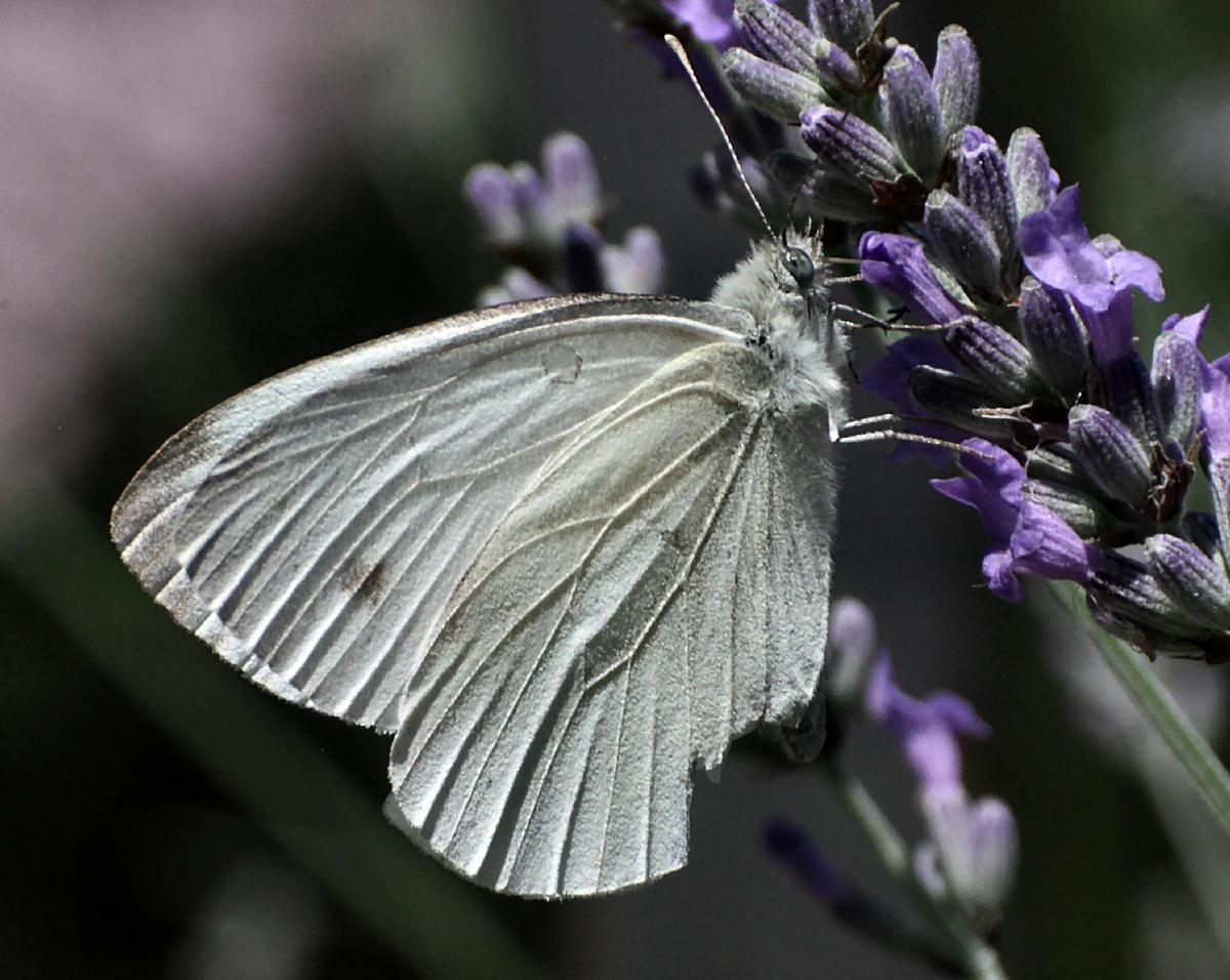 Pieris napi ?